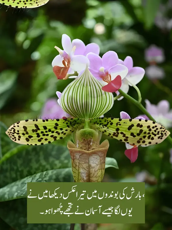 Barish Romantic Shayari